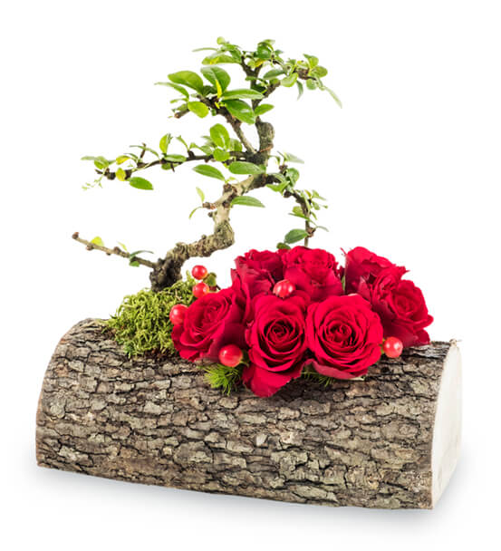 Salon Bitkileri Bonsai