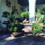Bonsai Ağacı