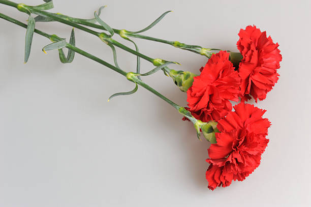 Romantik akşam yemeği masası karanfiller 
