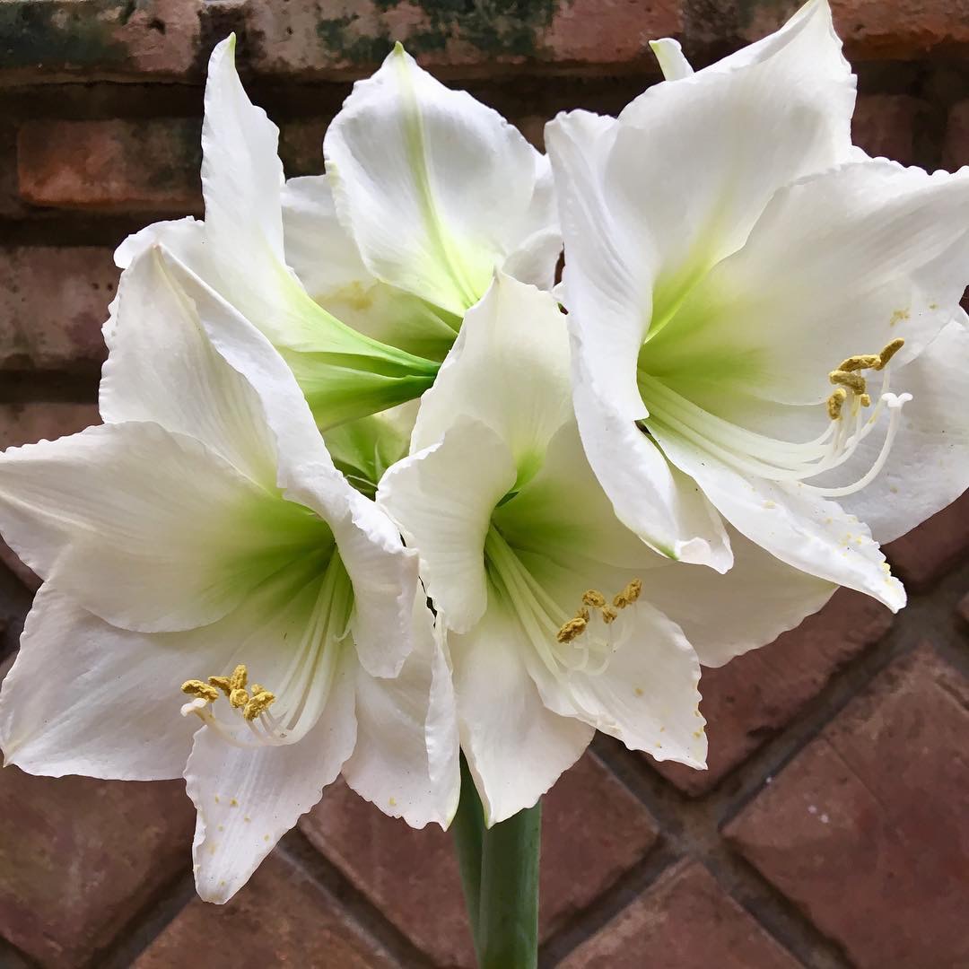 Romantik akşam yemeği masası lilyum