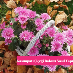 Kasımpatı Çiçeği Bakımı Nasıl Yapılır