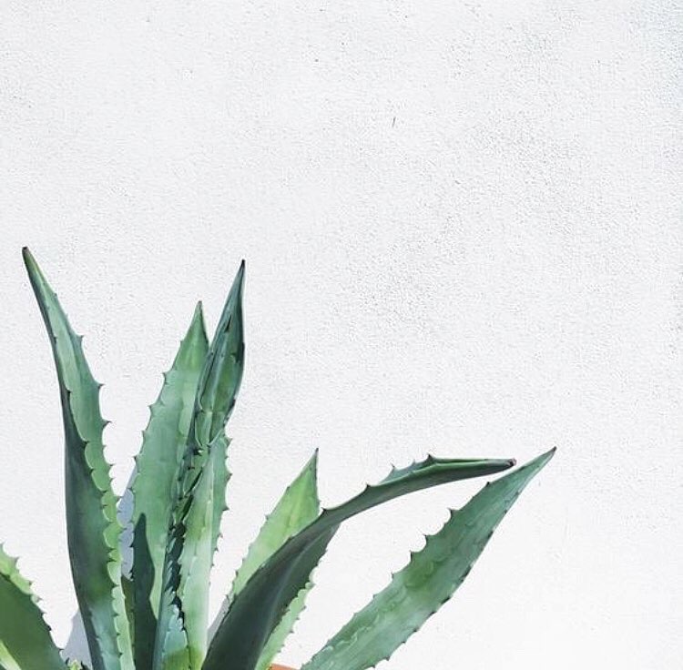 Aloe Vera 6