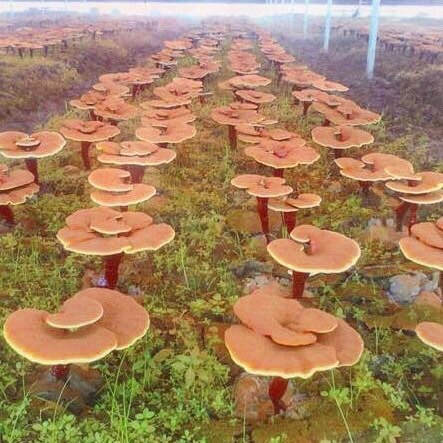 Reishi Mantarı