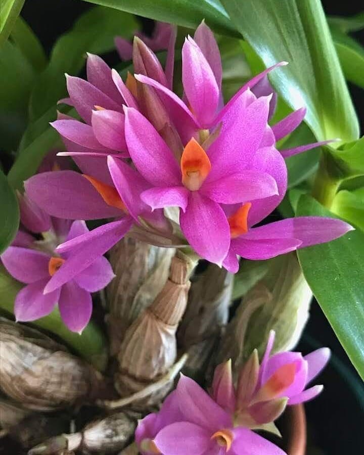 Singapur Orkidesi 10