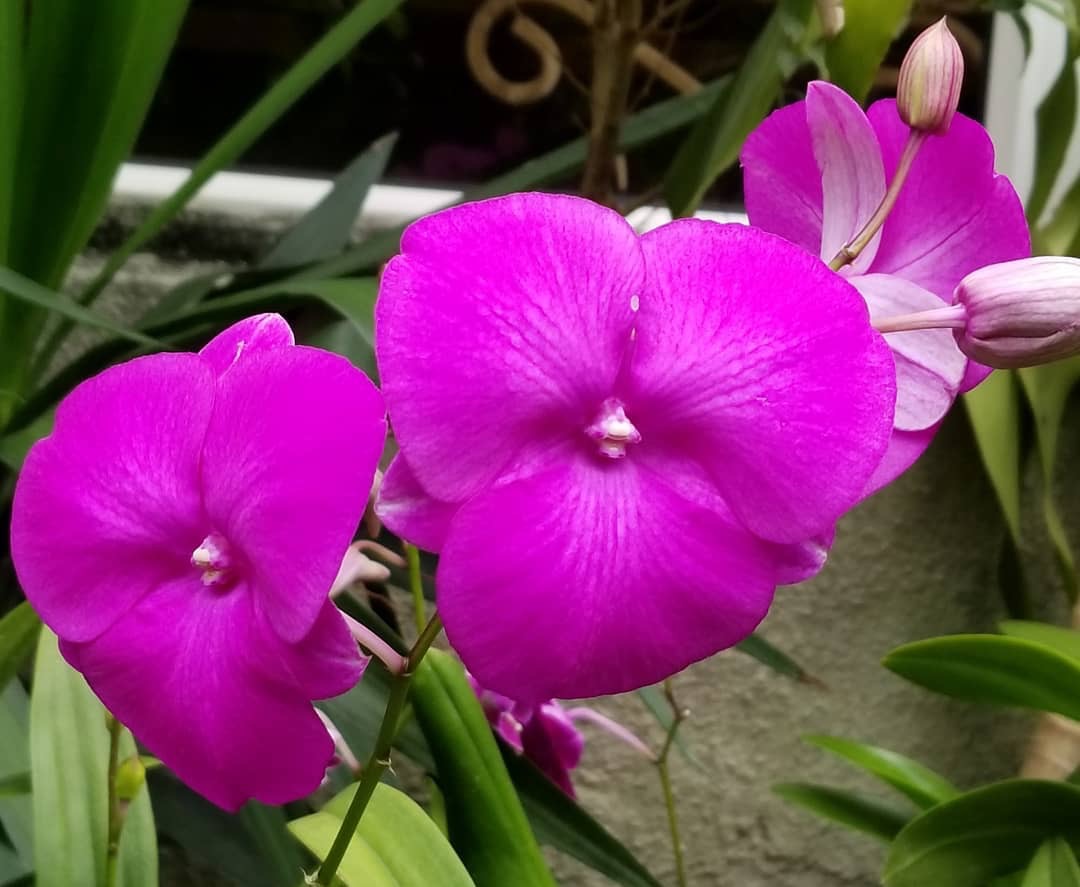 Singapur Orkidesi 2