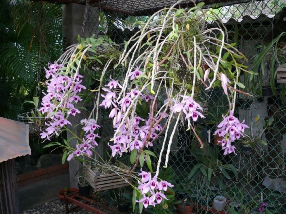 Singapur Orkidesi 8
