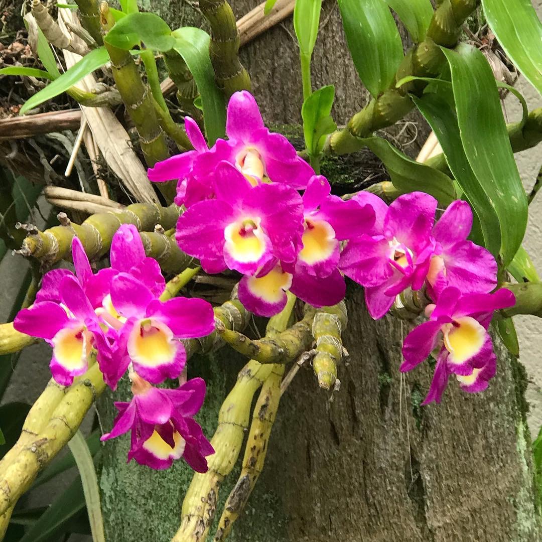 Singapur Orkidesi 9