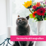 En Güzel Kedi Fotoğrafları
