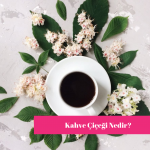 Kahve Çiçeği Nedir