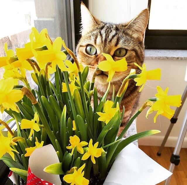 Kedi Fotoğrafları 9