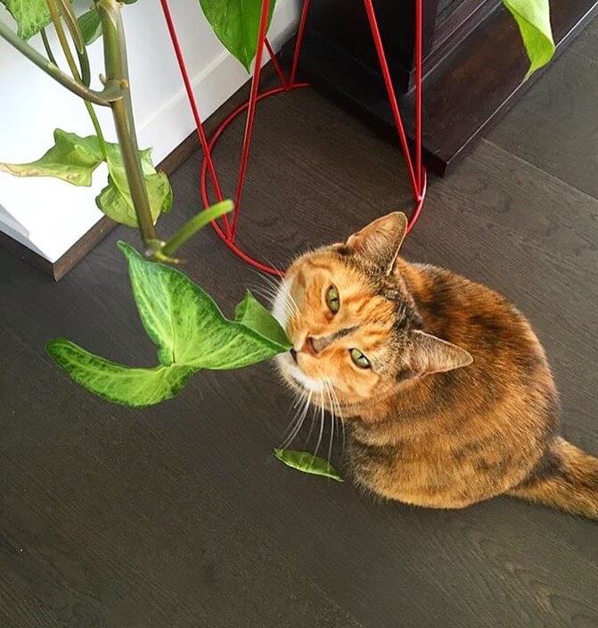 Kedi Fotoğrafları 10