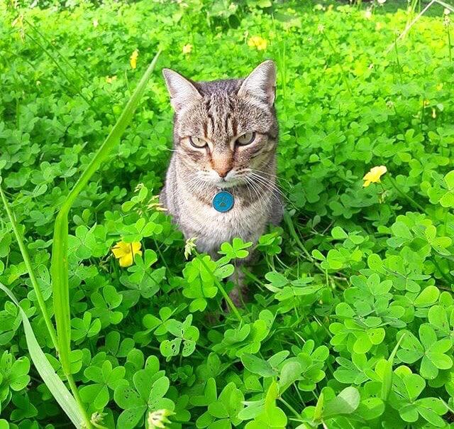 Kedi Fotoğrafları 4