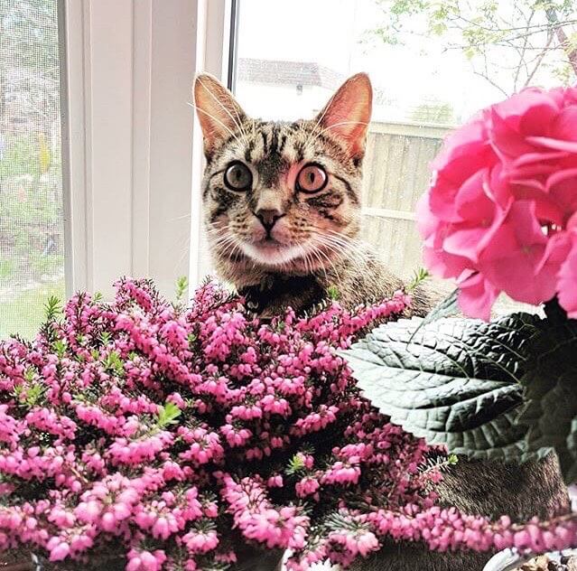Kedi Fotoğrafları 5