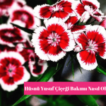 Hüsnü Yusuf Çiçeği