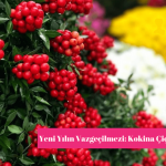 kokina çiçeği