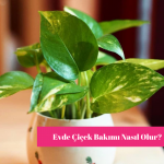 Evde Çiçek Bakımı
