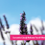 Lavanta Çiçeği Bakımı Nasıl Yapılır