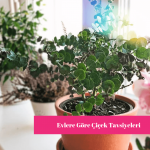 Evlere Göre Çiçek Tavsiyesi