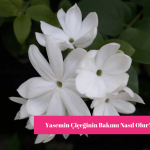 Yasemin Çiçeği Bakımı