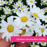 Çiçeklere Göre Karakter Analizi