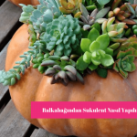 Balkabağı Sukulenti