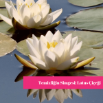Lotus Çiçeği Ana Görsel